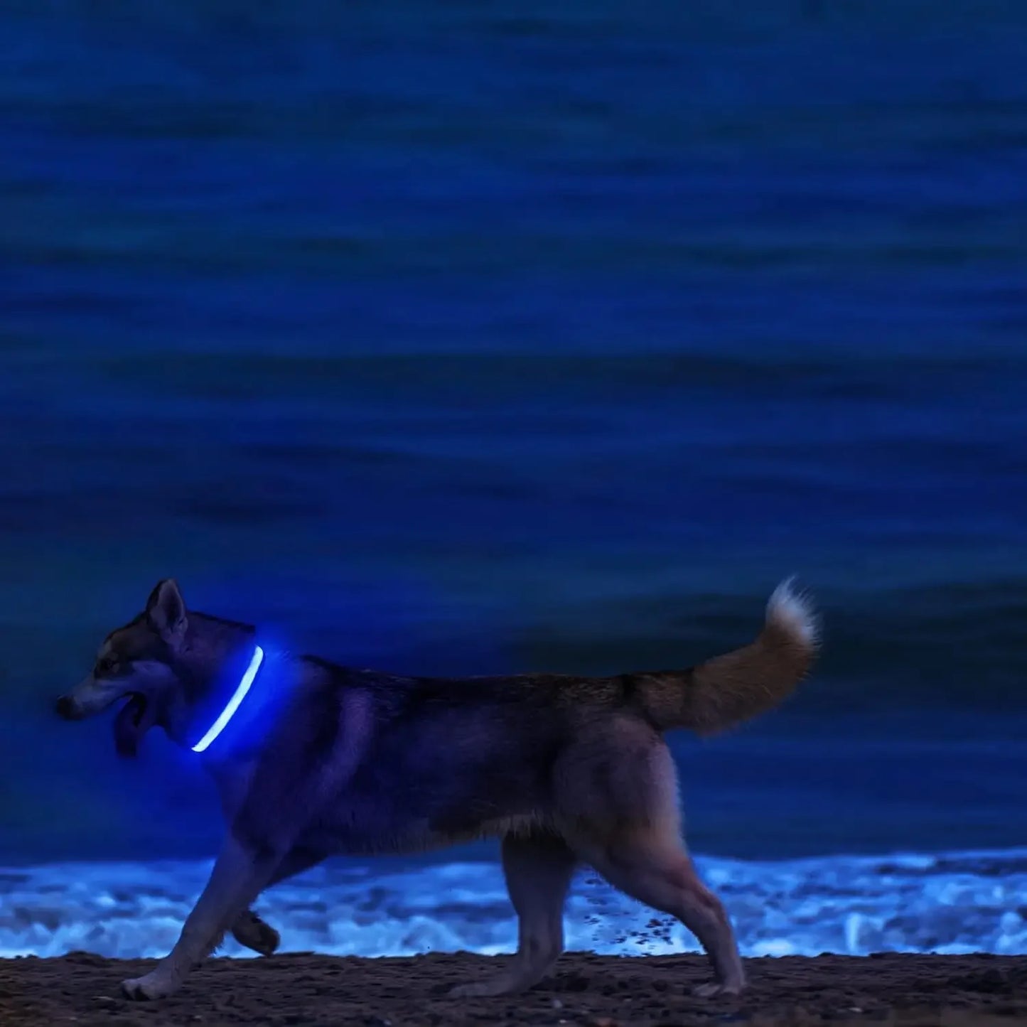 Glow Dog Collar